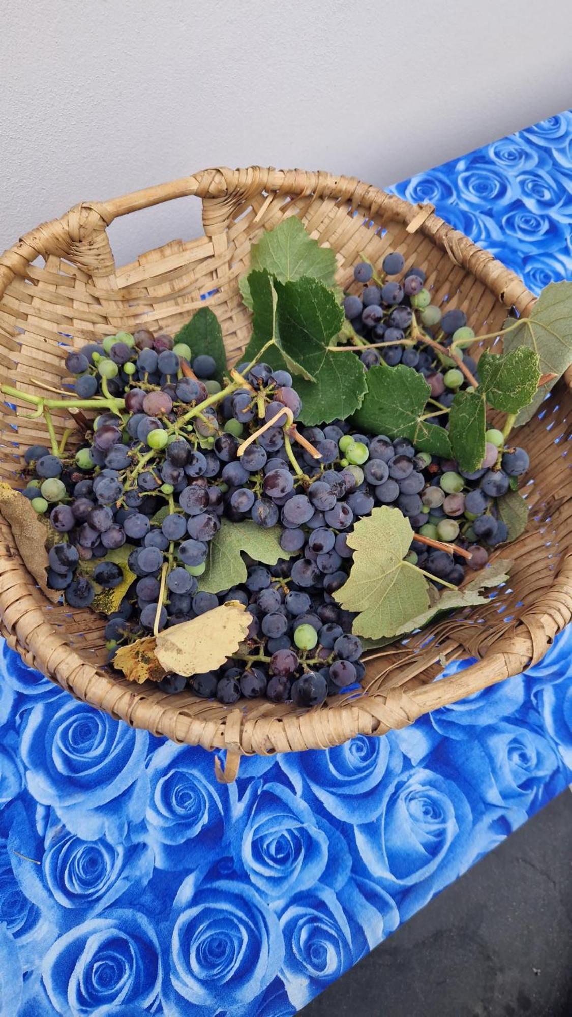 卡潘诺里Wine House住宿加早餐旅馆 外观 照片